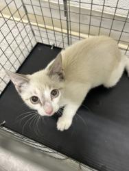 Shelter Stray Unknown Cat last seen Near Block Of Crestview, KENNEDALE, TX, 3961 Bluebell Dr, Everman, TX 76140, USA