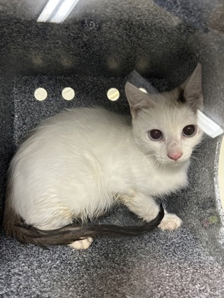 Shelter Stray Unknown Cat last seen Near Block Of Crestview, KENNEDALE, TX, 3961 Bluebell Dr, Everman, TX 76140, USA