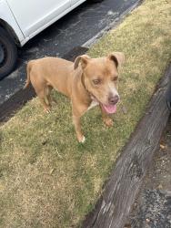 Found/Stray Male Dog last seen Living in the trees behind Sunchase apmts at 93rd and Memorial., Tulsa, OK 74133
