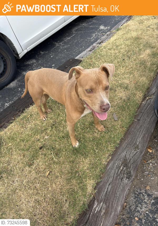 Found/Stray Male Dog last seen Living in the trees behind Sunchase apmts at 93rd and Memorial., Tulsa, OK 74133