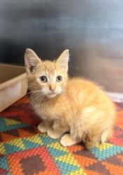 Shelter Stray Female Cat last seen Near Belltown Rd, Dover,, 1639 Old Airport Rd, New Bern, NC 28562, USA