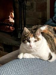 Lost Female Cat last seen River Rd/Rt 144 Coxsackie, West Coxsackie, NY 12192