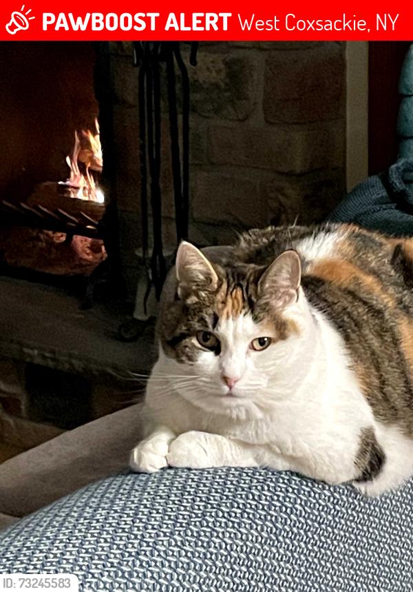 Lost Female Cat last seen River Rd/Rt 144 Coxsackie, West Coxsackie, NY 12192