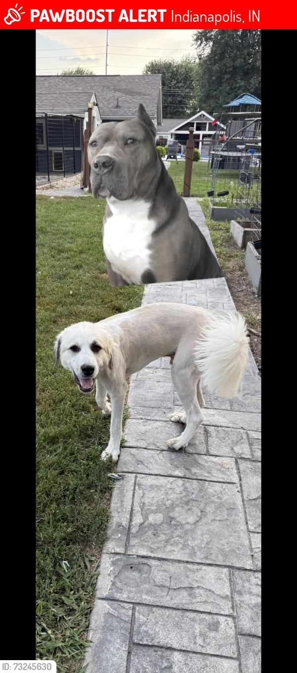 Lost Male Dog last seen Hanna av Division st and Sumner ave., Indianapolis, IN 46217