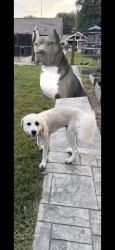 Lost Male Dog last seen Hanna av Division st and Sumner ave., Indianapolis, IN 46217