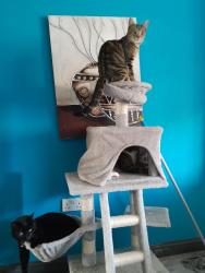 Lost Male Cat last seen Heathley park LE3 9ER, University City, MO 63130