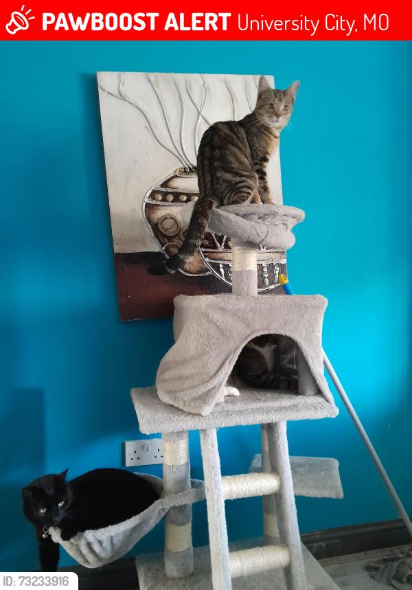 Lost Male Cat last seen Heathley park LE3 9ER, University City, MO 63130