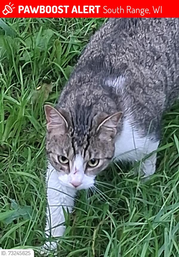 Lost Male Cat last seen 22nd rd South range, South Range, WI 54874