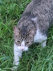 Lost Male Cat last seen 22nd rd South range, South Range, WI 54874