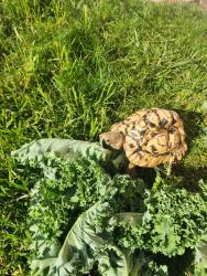 Lost Male Reptile last seen Maywood St, Bloomington, CA 92316