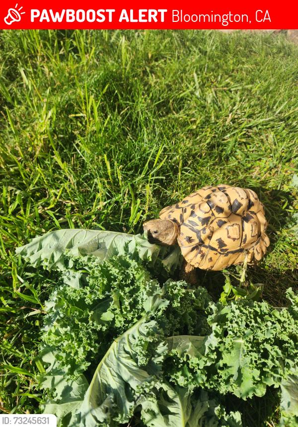 Lost Male Reptile last seen Maywood St, Bloomington, CA 92316