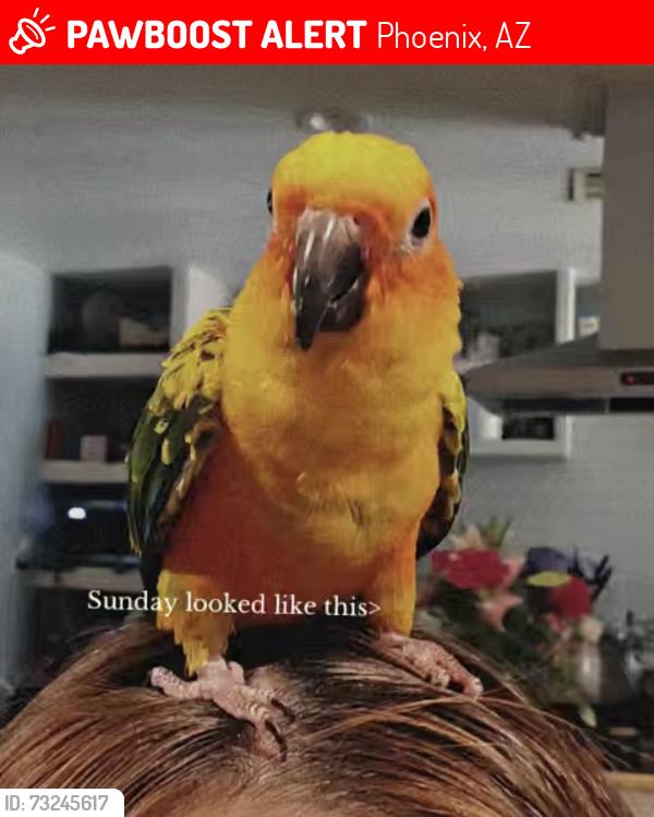 Lost Unknown Bird last seen 48th drive , w flower street, Phoenix, AZ 85031
