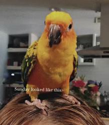 Lost Unknown Bird last seen 48th drive , w flower street, Phoenix, AZ 85031
