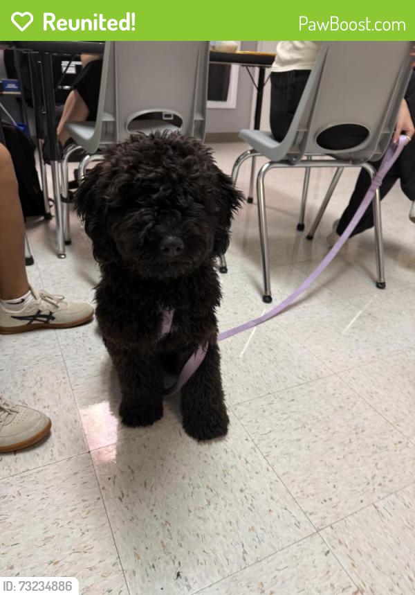 Reunited Female Dog last seen Story and king road at KIPP PRIZE school, San Jose, CA 95122