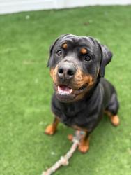 Lost Female Dog last seen 112th and 2nd ave troy ny, Troy, NY 12182