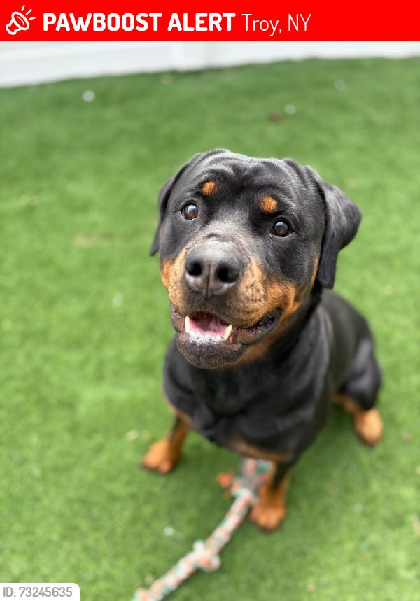 Lost Female Dog last seen 112th and 2nd ave troy ny, Troy, NY 12182