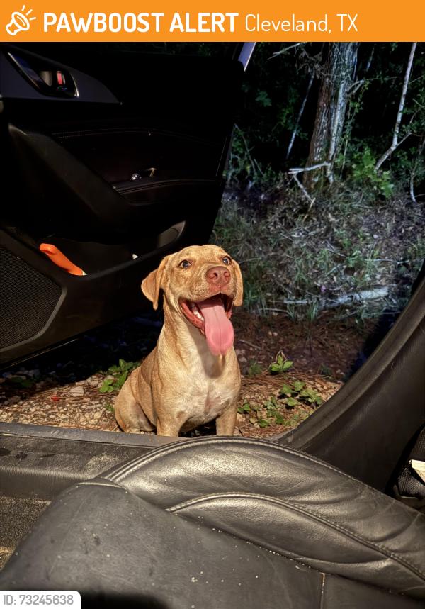 Found/Stray Female Dog last seen Near the very sharp curse on CR 332, Cleveland, TX 77327