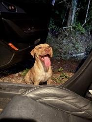 Found/Stray Female Dog last seen Near the very sharp curse on CR 332, Cleveland, TX 77327