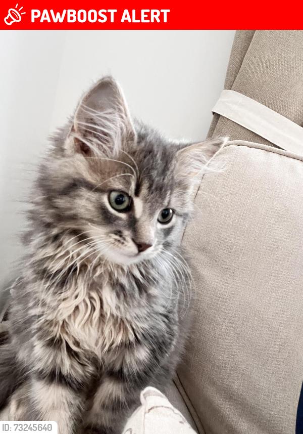 Lost Female Cat last seen Marvelsike Way / Home fram drive, West Northamptonshire, England NN2 8GW