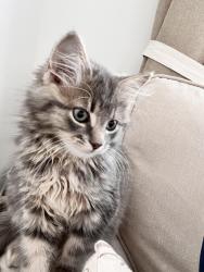 Lost Female Cat last seen Marvelsike Way / Home fram drive, West Northamptonshire, England NN2 8GW