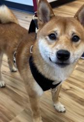 Found/Stray Male Dog last seen Near Copper Ridge Dr, Richardson, TX 75080