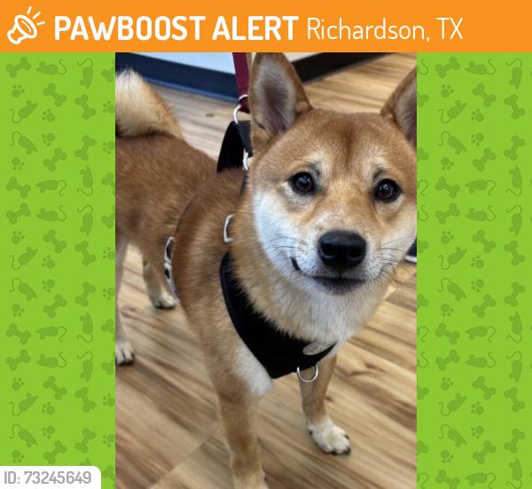 Found/Stray Male Dog last seen Near Copper Ridge Dr, Richardson, TX 75080