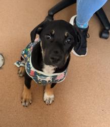 Shelter Stray Male Dog last seen Airway Road, San Diego, CA, 92154, 5500 Gaines St, San Diego, CA 92110, USA