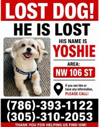 Lost Male Dog last seen Nw 106th St, 33147, Miami, FL 33147