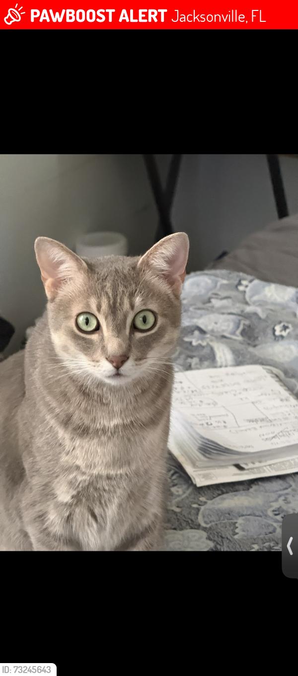 Lost Male Cat last seen Cobblestone and Brachenbury, Jacksonville, FL 32225