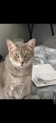 Lost Male Cat last seen Cobblestone and Brachenbury, Jacksonville, FL 32225