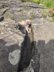 Lost Male Dog last seen Near, Parish, NY 13131