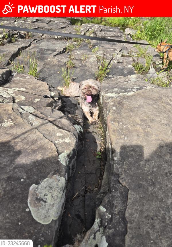 Lost Male Dog last seen Near, Parish, NY 13131