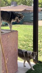 Reunited Female Dog last seen Near E Country Club Ln, San Bernardino, CA 92404, USA, San Bernardino, CA 92404