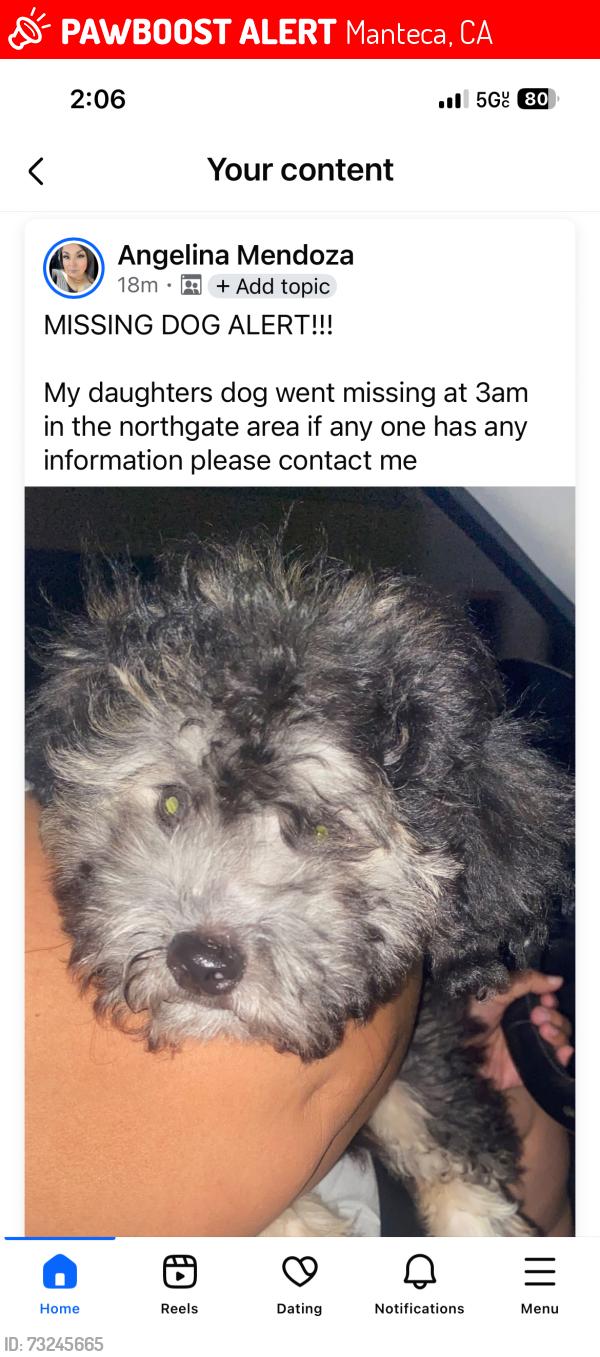 Lost Male Dog last seen Northgate, Manteca, CA 95336