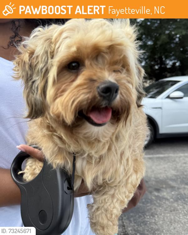 Found/Stray Female Dog last seen Sandridge drive, Fayetteville, NC 28314