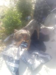 Found/Stray Male Dog last seen Olive and waterman ave, San Bernardino, CA 92415