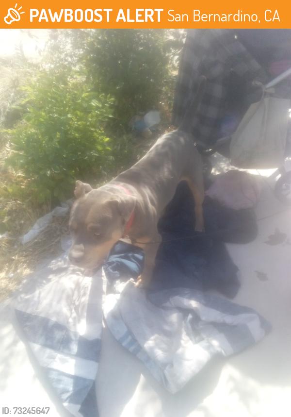 Found/Stray Male Dog last seen Olive and waterman ave, San Bernardino, CA 92415