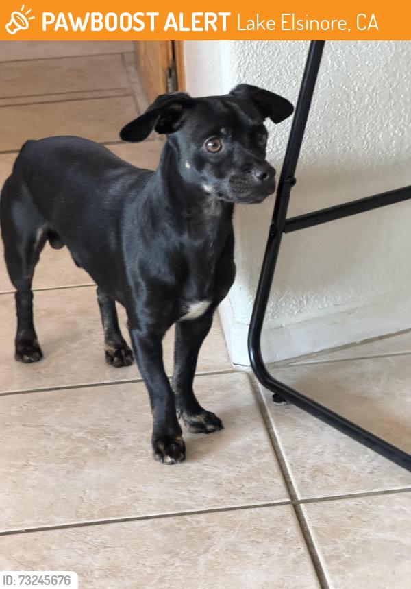 Found/Stray Male Dog last seen Joy st and riverside dr off the 74, Lake Elsinore, CA 92530