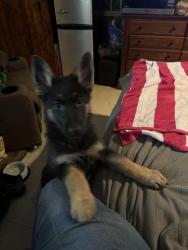 Lost Female Dog last seen Near and 198, Log Cabin, TX 75148