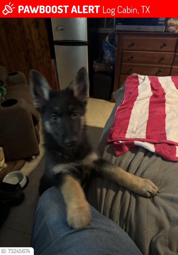 Lost Female Dog last seen Near and 198, Log Cabin, TX 75148