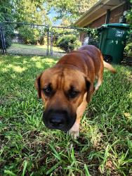 Found/Stray Male Dog last seen Sicamore school and Trimble, Fort Worth, TX 76134