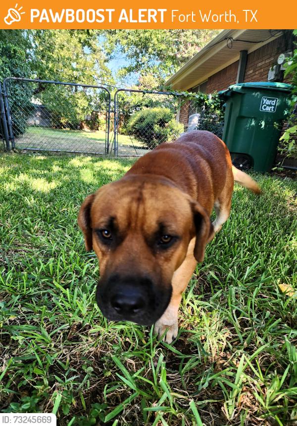 Found/Stray Male Dog last seen Sicamore school and Trimble, Fort Worth, TX 76134