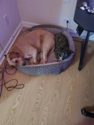 Lost Male Dog last seen Near thode court, Davenport, IA 52802