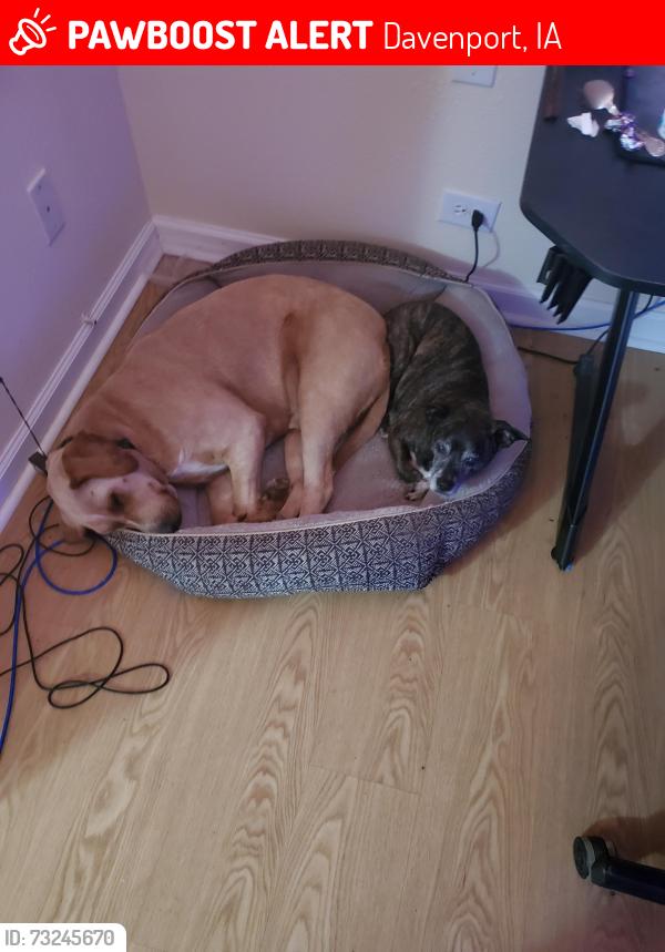 Lost Male Dog last seen Near thode court, Davenport, IA 52802