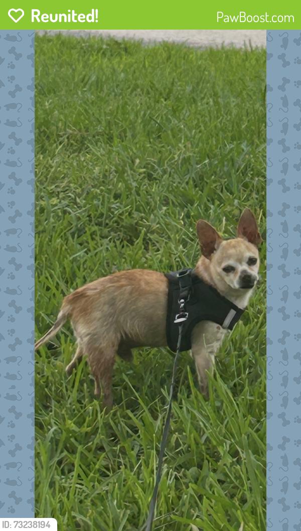 Reunited Male Dog last seen Near St. (Kendall Drive) & Sw 133 Avenue Miami Florida 33183, Miami, FL 33183