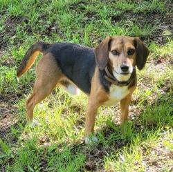 Lost Male Dog last seen Quarry Rd and Big Cypress Rd, Cypress Inn, TN, Wayne County, TN 38452