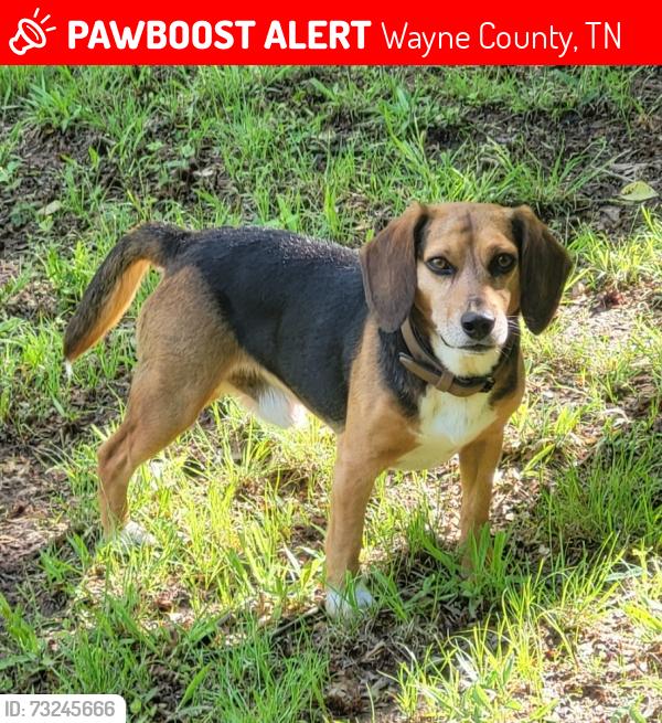Lost Male Dog last seen Quarry Rd and Big Cypress Rd, Cypress Inn, TN, Wayne County, TN 38452