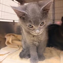 Shelter Stray Female Cat last seen , 54687 Co Rd 19, Bristol, IN 46507, USA