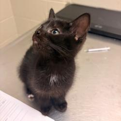 Shelter Stray Male Cat last seen , 54687 Co Rd 19, Bristol, IN 46507, USA