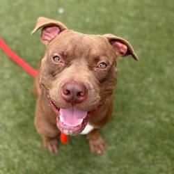 Shelter Stray Male Dog last seen , Animal Care & Control Team of Philly, 111 W Hunting Park Ave, Philadelphia, PA 19140, USA